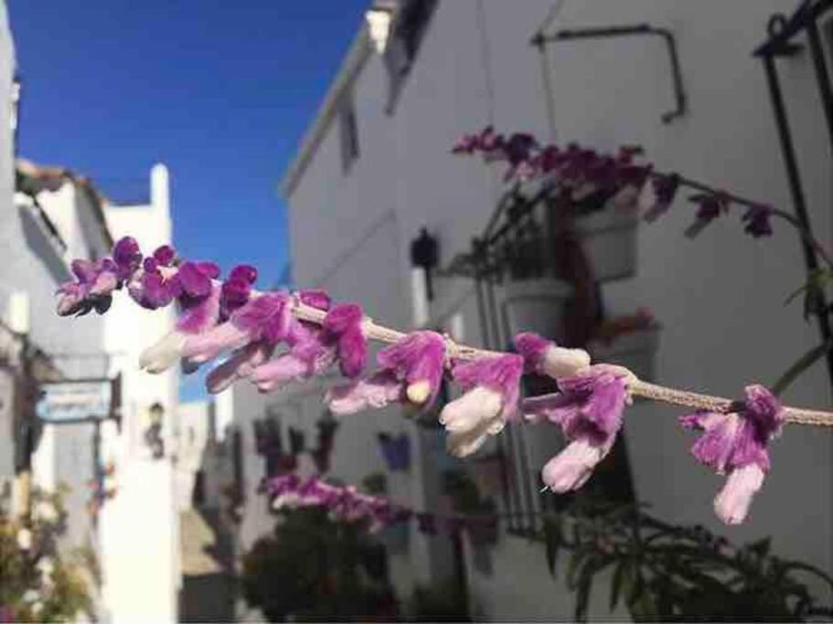 Casa Arena Y Sal En Pleno Casco Antiguo De Vejer Villa Vejer de la Frontera Dış mekan fotoğraf